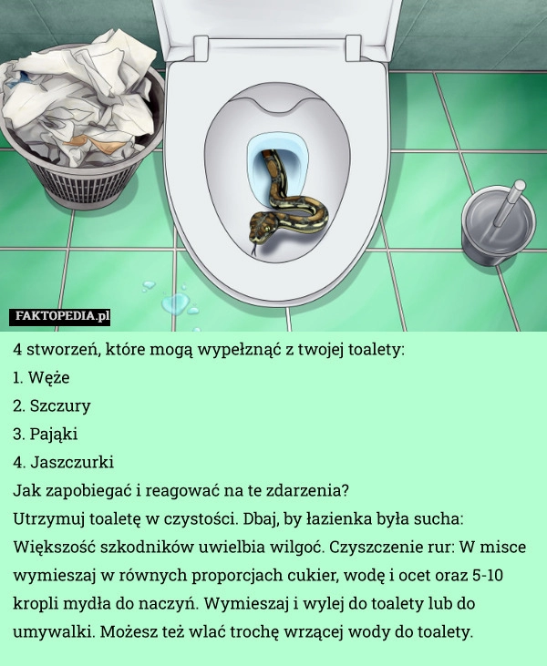 
    4 stworzeń, które mogą wypełznąć z twojej toalety.1. Węże2. Szczury3.