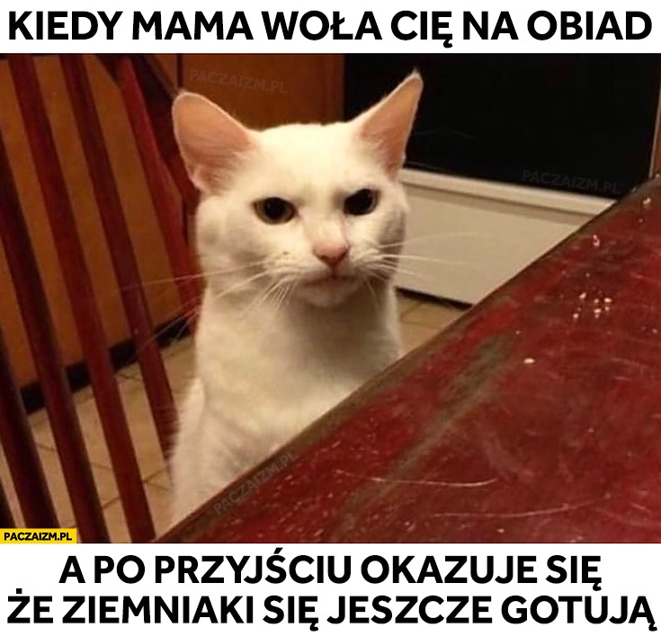 
    Kot kiedy mama woła Cię na obiad a po przyjściu okazuje się, że ziemniaki się jeszcze gotują