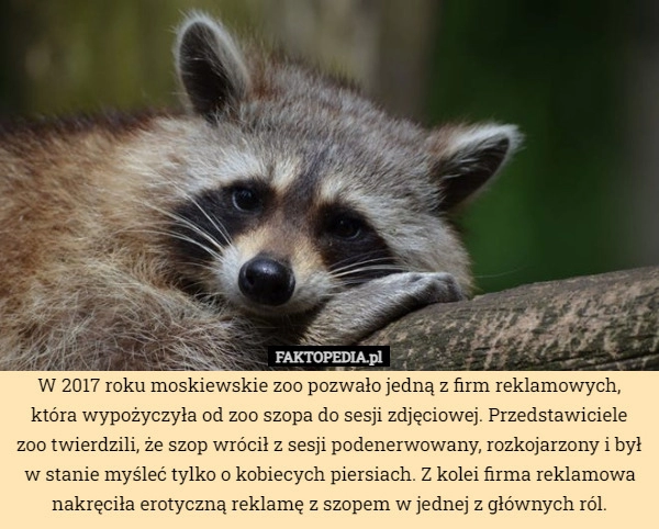 
    W 2017 roku moskiewskie zoo pozwało jedną z firm reklamowych, która wypożyczyła