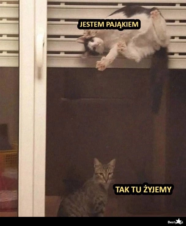 
    Tak tu żyjemy 