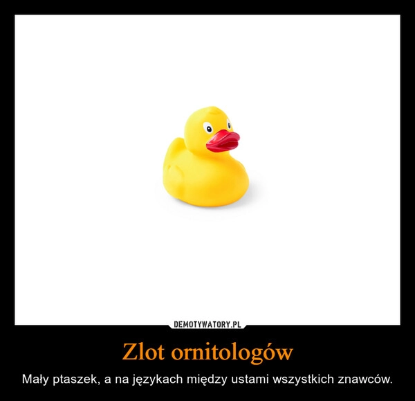 
    Zlot ornitologów