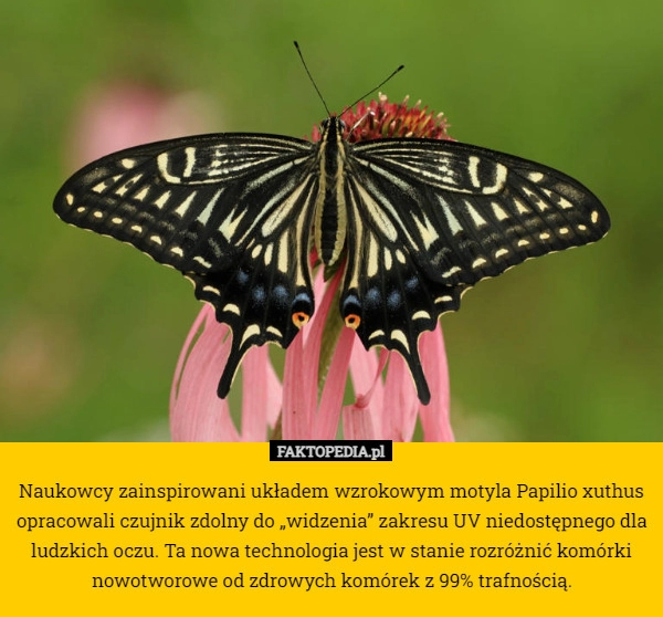 
    Naukowcy zainspirowani układem wzrokowym motyla Papilio xuthus opracowali