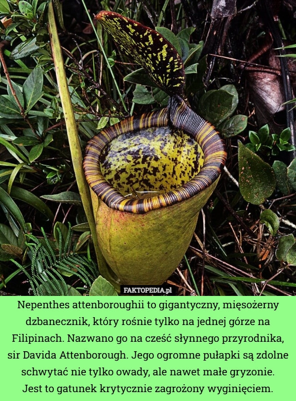 
    Nepenthes attenboroughii to gigantyczny, mięsożerny dzbanecznik, który rośnie