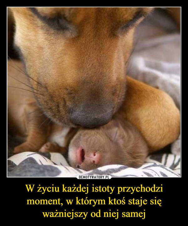 
    W życiu każdej istoty przychodzi moment, w którym ktoś staje się ważniejszy od niej samej