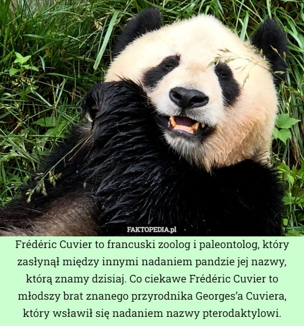 
    
			Frédéric Cuvier to francuski zoolog i paleontolog, który zasłynął między					