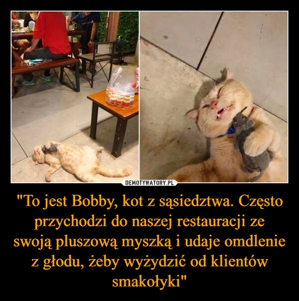 
    "To jest Bobby, kot z sąsiedztwa. Często przychodzi do naszej restauracji ze swoją pluszową myszką i udaje omdlenie z głodu, żeby wyżydzić od klientów smakołyki"