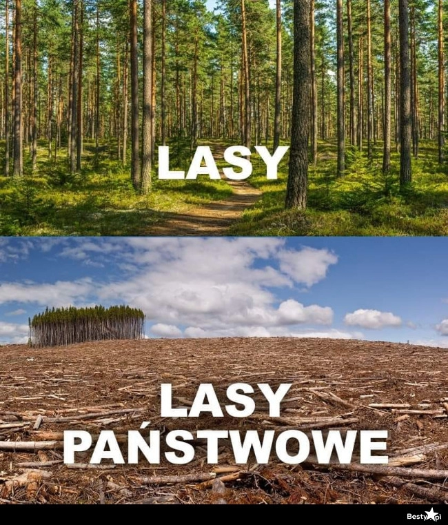 
    Wycinają, jak leci 