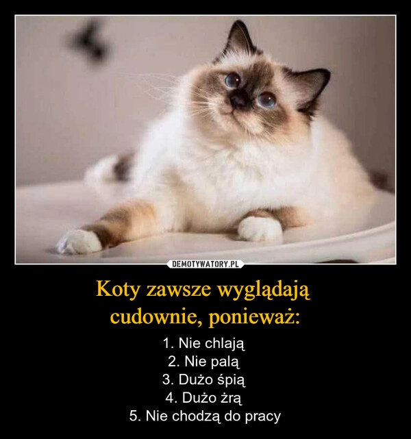 
    Koty zawsze wyglądają 
cudownie, ponieważ: