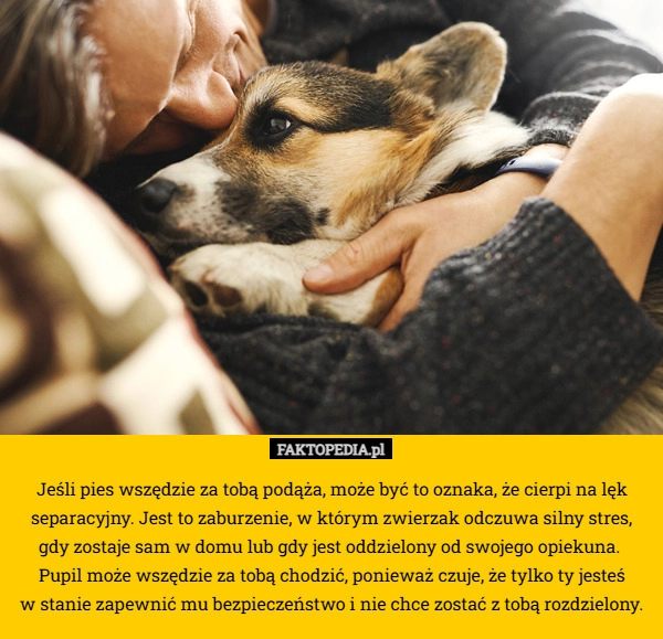 
    Jeśli pies wszędzie za tobą podąża, może być to oznaka, że cierpi na lęk