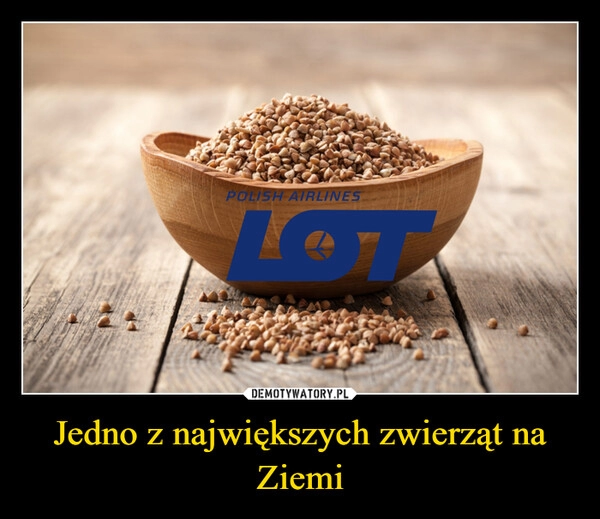 
    Jedno z największych zwierząt na Ziemi