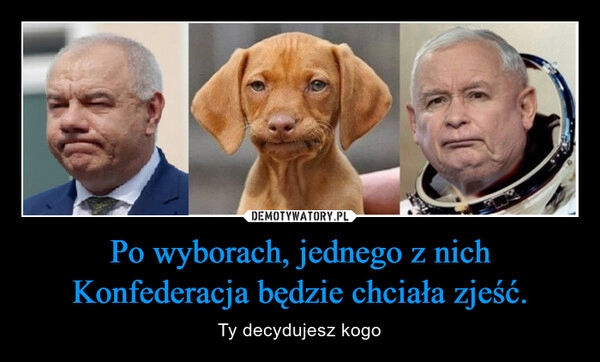 
    Po wyborach, jednego z nich Konfederacja będzie chciała zjeść.