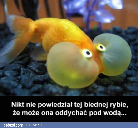 
    Biedna rybcia