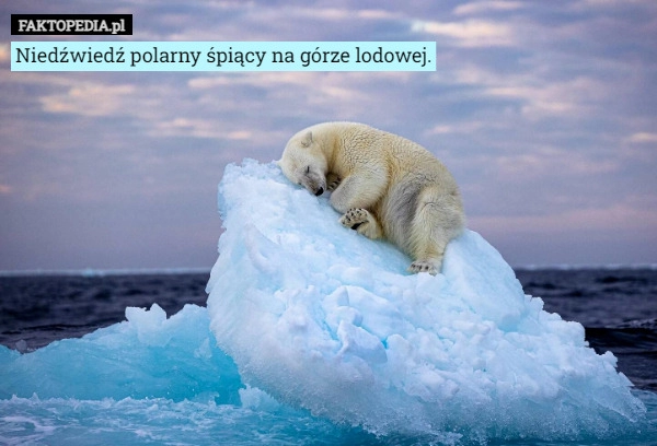 
    Niedźwiedź polarny śpiący na górze lodowej.