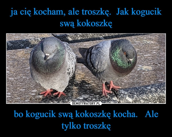 
    ja cię kocham, ale troszkę.  Jak kogucik swą kokoszkę bo kogucik swą kokoszkę kocha.   Ale tylko troszkę