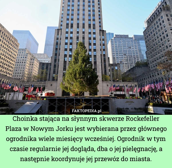 
    Choinka stająca na słynnym skwerze Rockefeller Plaza w Nowym Jorku jest