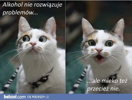 Ten kot ma rację