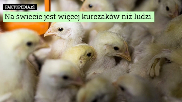 
    
			Na świecie jest więcej kurczaków niż ludzi.					