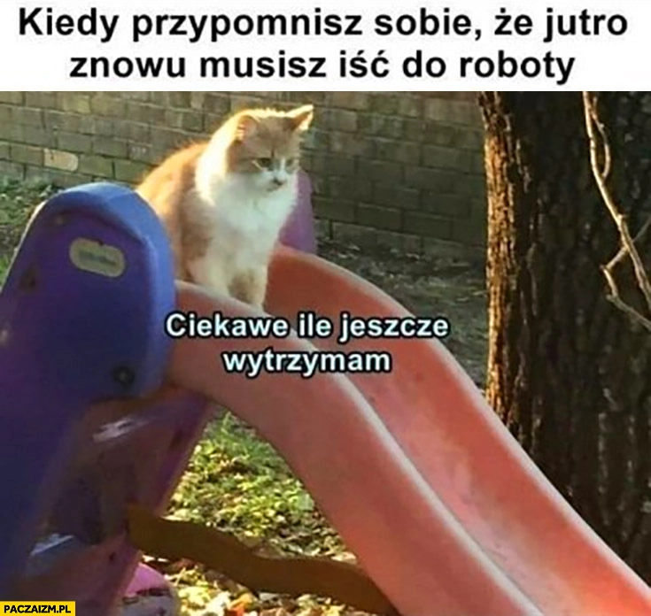 
    Kot na zjeżdżalni kiedy przypomnisz sobie, że jutro znowu musisz iść do roboty ciekawe ile jeszcze wytrzymam