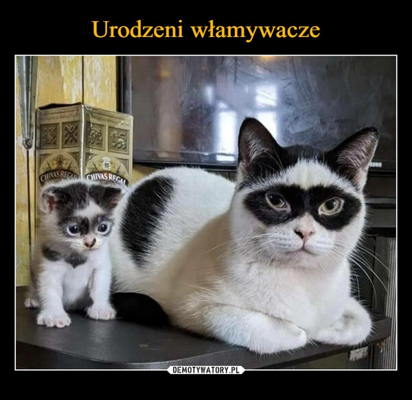 
    Urodzeni włamywacze