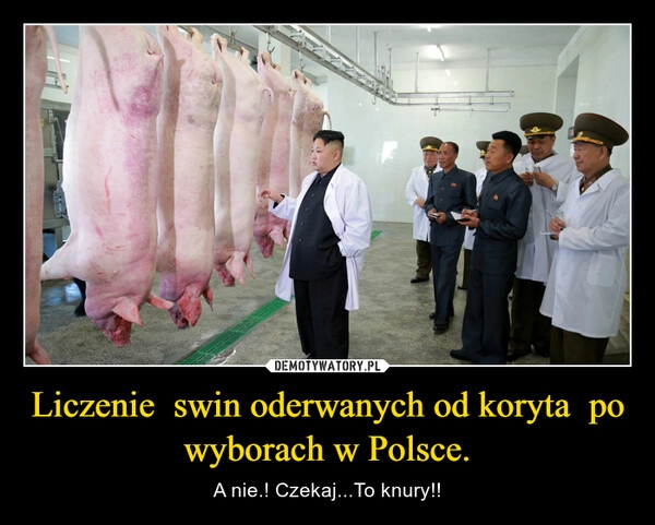 
    Liczenie  swin oderwanych od koryta  po wyborach w Polsce.