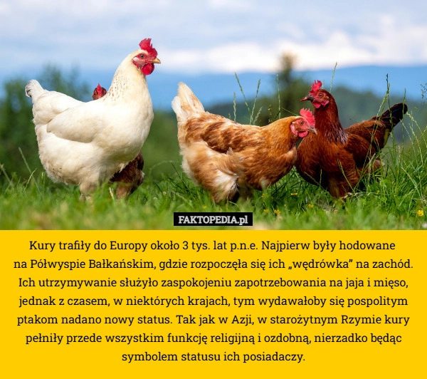 
    Kury trafiły do Europy około 3 tys. lat p.n.e. Najpierw były hodowane 
na