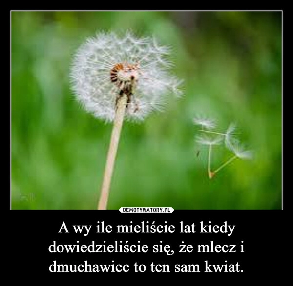 
    A wy ile mieliście lat kiedy dowiedzieliście się, że mlecz i dmuchawiec to ten sam kwiat.