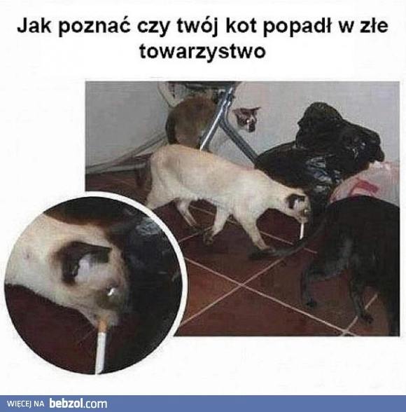 
    Kot popadł w złe towarzystwo