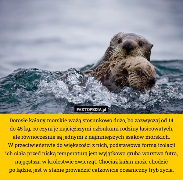 
    Dorosłe kałany morskie ważą stosunkowo dużo, bo zazwyczaj od 14
 do 45 kg,