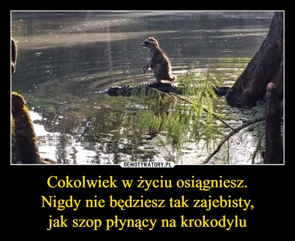 
    Cokolwiek w życiu osiągniesz.
Nigdy nie będziesz tak zajebisty,
jak szop płynący na krokodylu