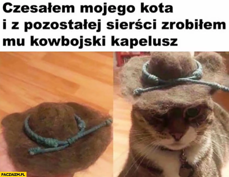 
    Czesałem mojego kota i z pozostałej sierści zrobiłem mu kowbojski kapelusz