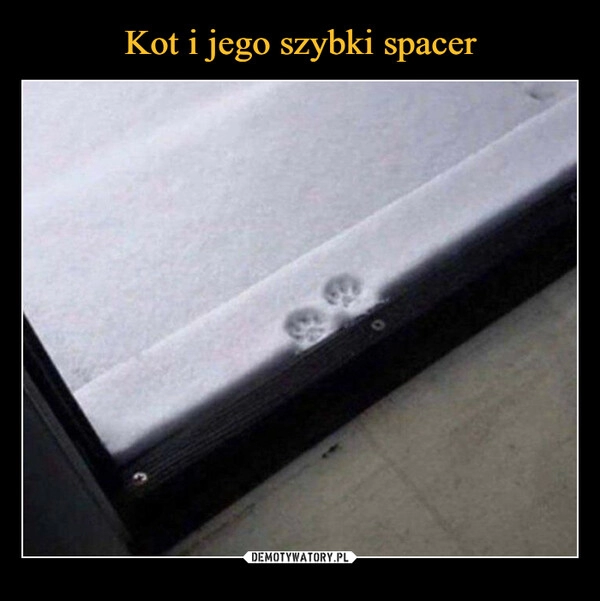 
    Kot i jego szybki spacer 