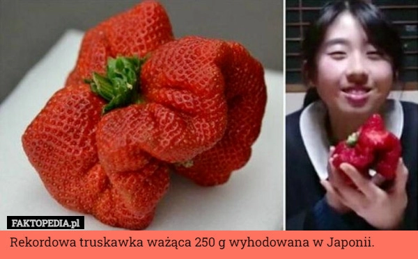 
    Rekordowa truskawka ważąca 250 g wyhodowana w Japonii.