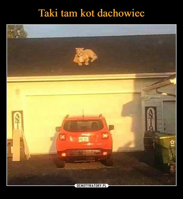 
    Taki tam kot dachowiec