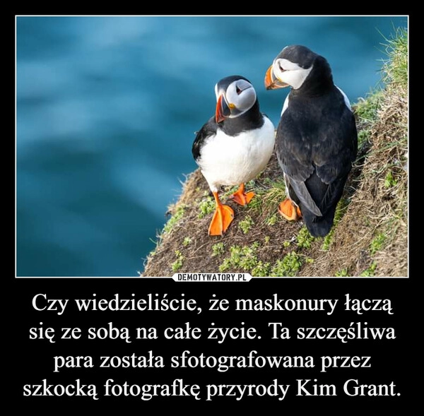 
    Czy wiedzieliście, że maskonury łączą się ze sobą na całe życie. Ta szczęśliwa para została sfotografowana przez szkocką fotografkę przyrody Kim Grant.