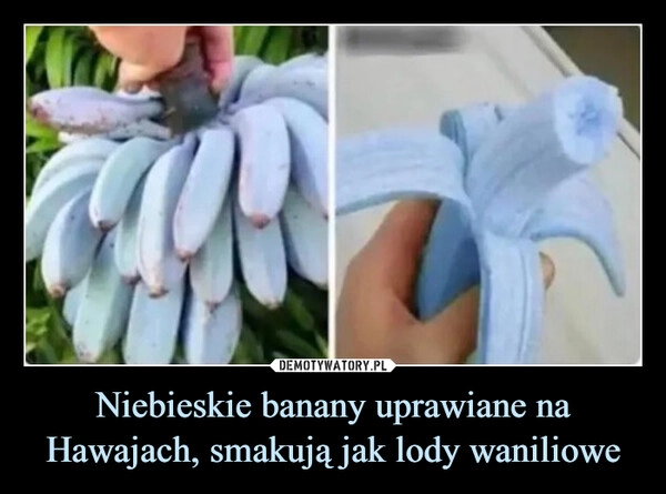 
    Niebieskie banany uprawiane na Hawajach, smakują jak lody waniliowe