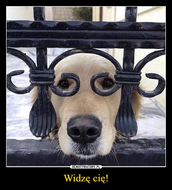 
    Widzę cię!