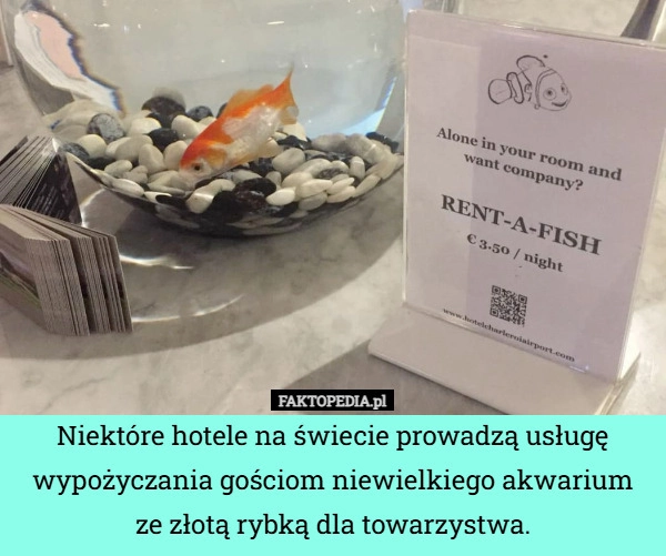 
    Niektóre hotele na świecie prowadzą usługę wypożyczania gościom niewielkiego