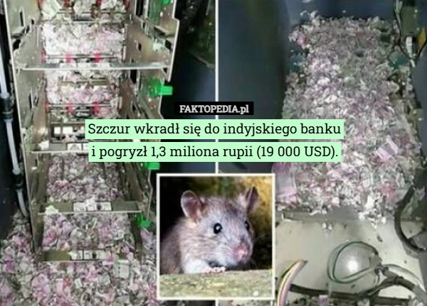 
    Szczur wkradł się do indyjskiego banku
i pogryzł 1,3 miliona rupii (19 000