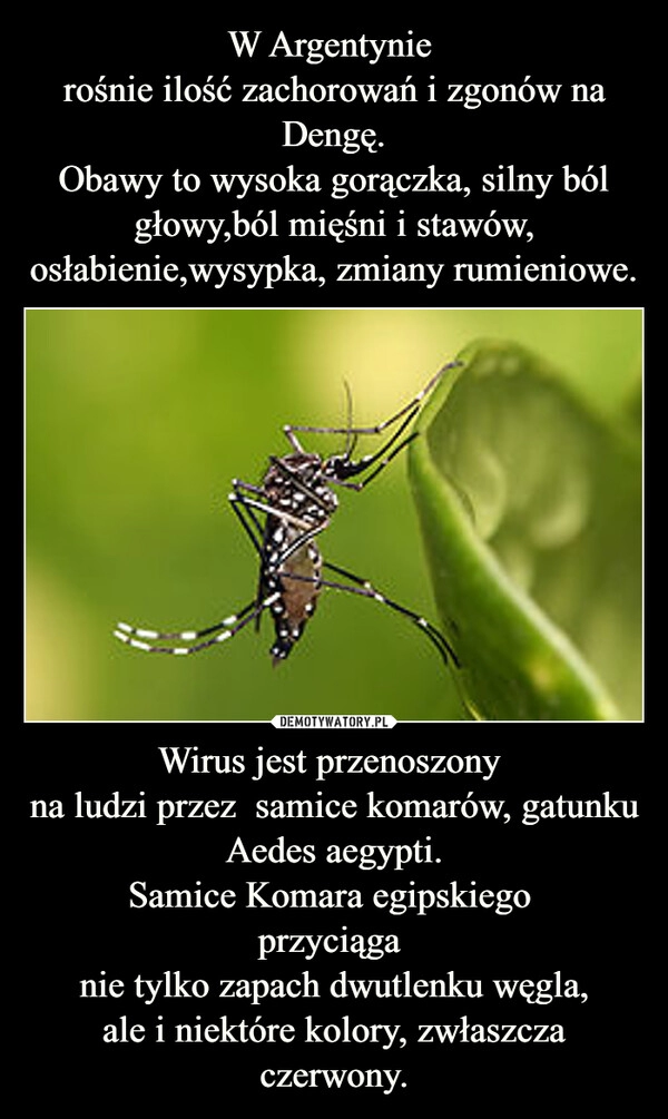 
    W Argentynie 
rośnie ilość zachorowań i zgonów na Dengę.
Obawy to wysoka gorączka, silny ból głowy,ból mięśni i stawów, osłabienie,wysypka, zmiany rumieniowe. Wirus jest przenoszony 
na ludzi przez  samice komarów, gatunku Aedes aegypti.
Samice Komara egipskiego 
przyciąga 
nie tylko zapach dwutlenku węgla,
ale i niektóre kolory, zwłaszcza czerwony.