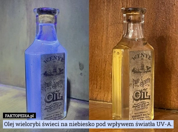 
    Olej wielorybi świeci na niebiesko pod wpływem światła UV-A.