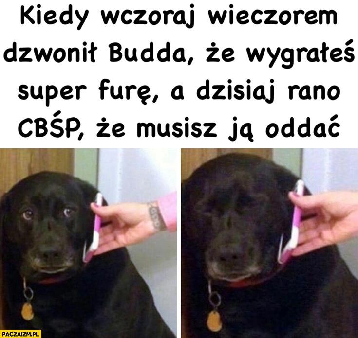 
    Kiedy wczoraj wieczorem dzwonił Budda, że wygrałeś super furę a dzisiaj rano CBŚP, że musisz ja oddać smutny pies