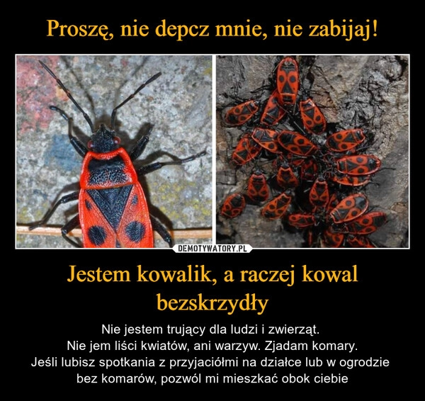 
    Proszę, nie depcz mnie, nie zabijaj! Jestem kowalik, a raczej kowal bezskrzydły