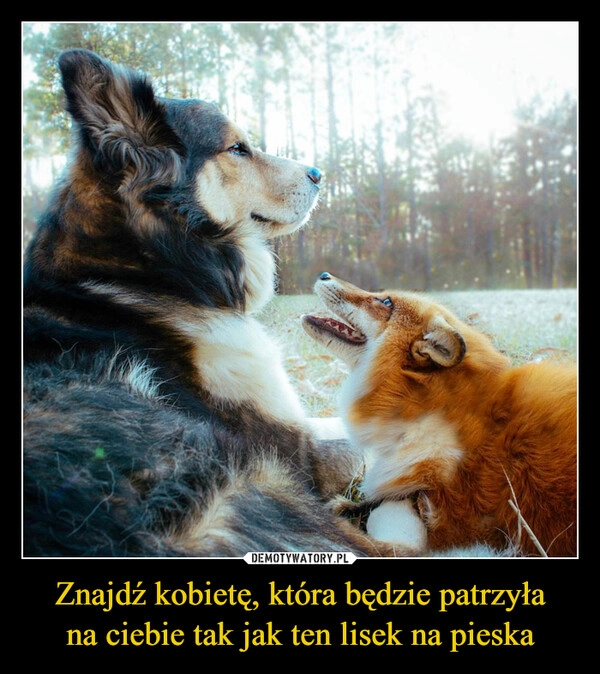 
    Znajdź kobietę, która będzie patrzyła
na ciebie tak jak ten lisek na pieska