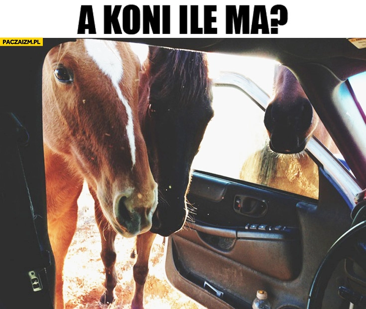 
    A ile koni ma? Konie zaglądają do auta