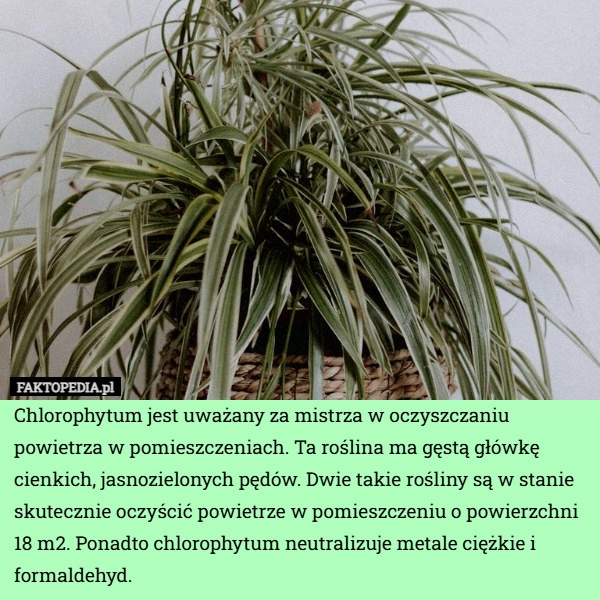 
    Chlorophytum jest uważany za mistrza w oczyszczaniu powietrza w pomieszczeniach.