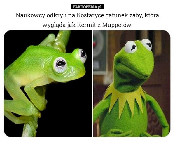 
    Naukowcy odkryli na Kostaryce gatunek żaby, która wygląda jak Kermit z Muppetów.