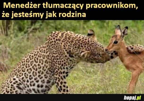 
    Jesteśmy jak rodzina