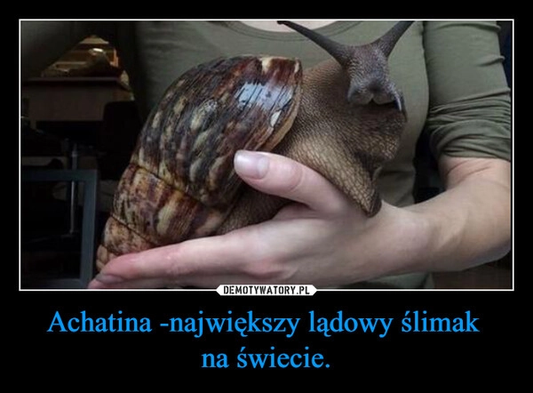 
    Achatina -największy lądowy ślimak 
na świecie.