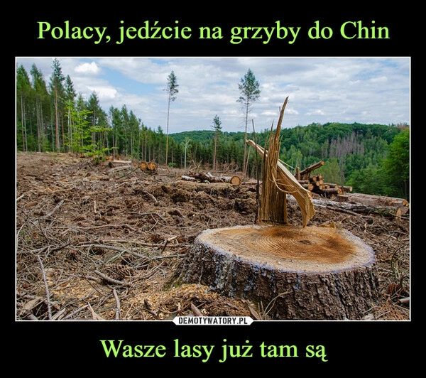 
    Polacy, jedźcie na grzyby do Chin Wasze lasy już tam są