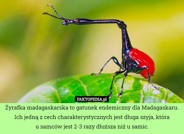 
    Żyrafka madagaskarska to gatunek endemiczny dla Madagaskaru. Ich jedną z